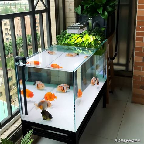 魚缸造景|搭建生态鱼缸，新手开缸造景养鱼全过程